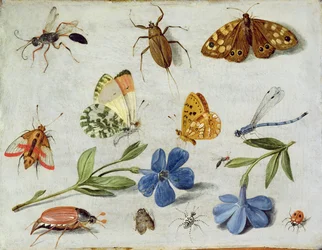 Insectes